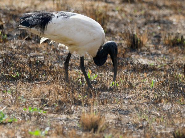 <h3><a href="/trips/safari/biota/animalia/chordata/aves/015 pelecaniformes/001 threskiornithidae/threskiornis aethiopicus/threskiornis aethiopicus-en.html">Threskiornis&nbsp;aethiopicus</a> / African&nbsp;sacred&nbsp;ibis / Heilige&nbsp;ibis</h3>OM-1 Mark II with OLYMPUS M.300mm F4.0, 1/2000 sec at F4.0, ISO 500, distance 20.6&nbsp;m